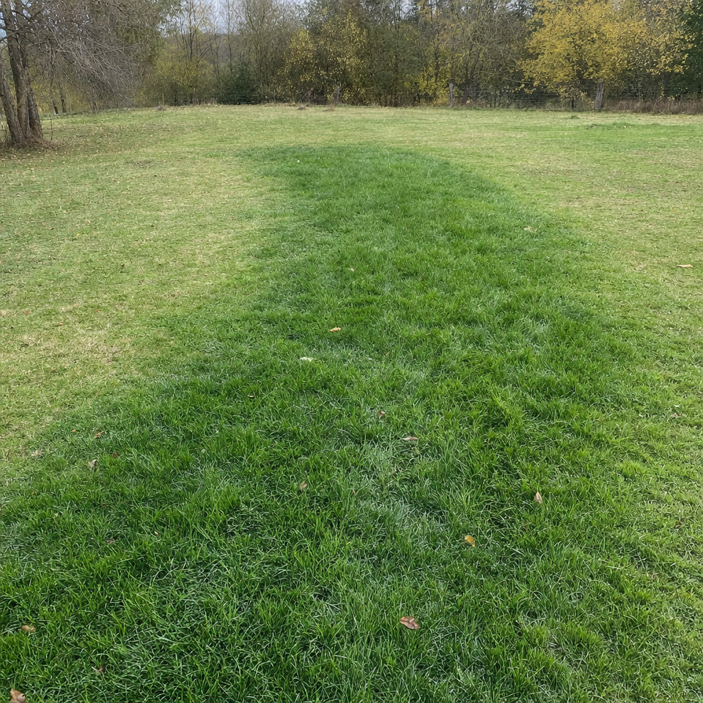 A soggy, unusually green patch of lawn over the drain field of a Long Beach home, a sign the septic tank needs pumping
